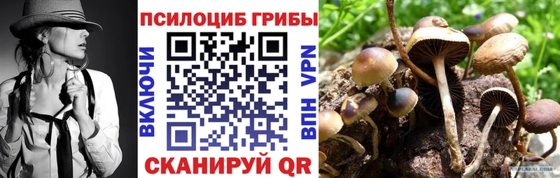 где продают   Мглин  Галлюциногенные грибы мицелий 
